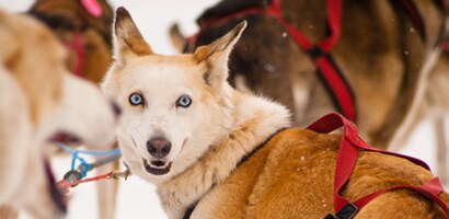 Dog Sledding
