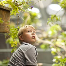 紫の花を見る少年